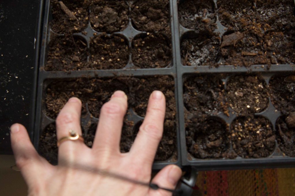 how to start seeds indoors. Tamping down soil in seed trays