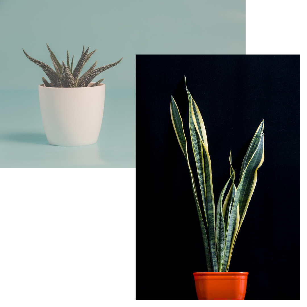 Three easy houseplants to grow. Aleo vera plant. Snake plant and spider plant. Easy to take care of and super easy to grow