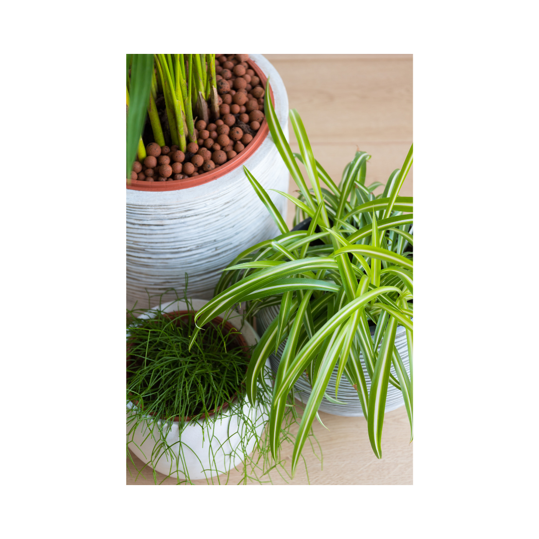 Three easy houseplants to grow. Aleo vera plant. Snake plant and spider plant. Easy to take care of and super easy to grow