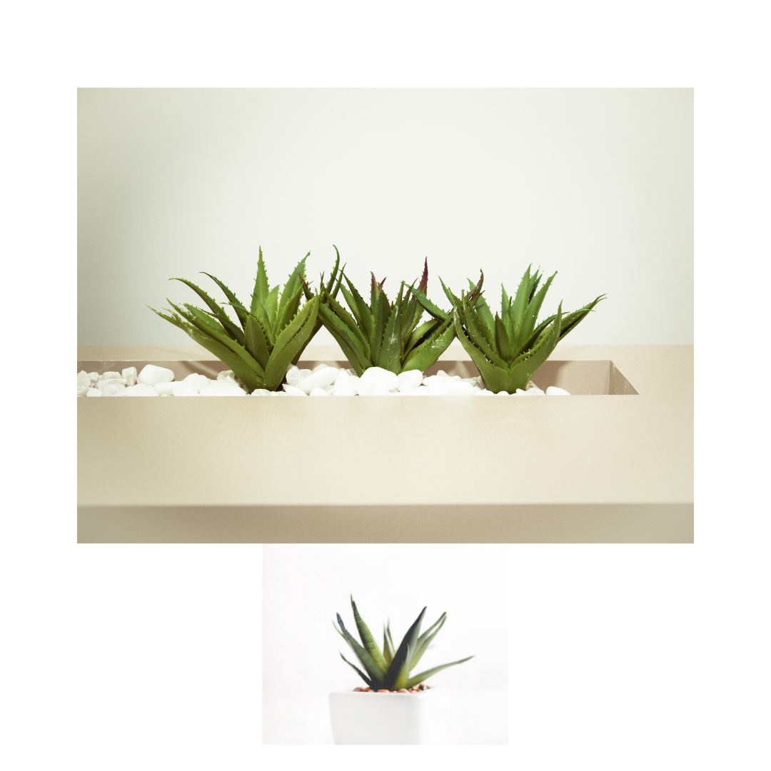 Three easy houseplants to grow. Aleo vera plant. Snake plant and spider plant. Easy to take care of and super easy to grow