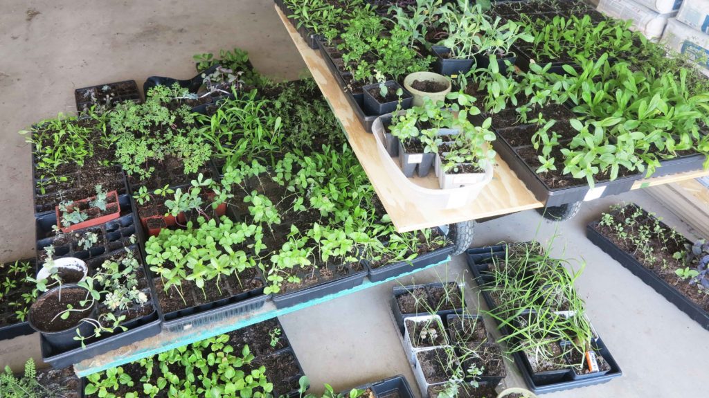 how to harden off seedlings