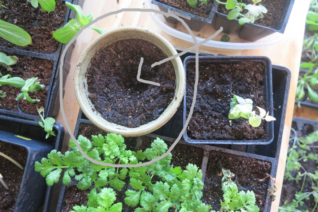 How to harden off seedlings