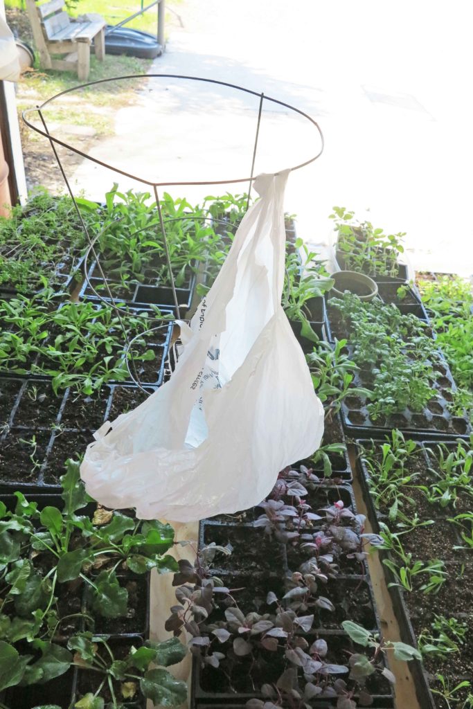 How to harden off seedlings