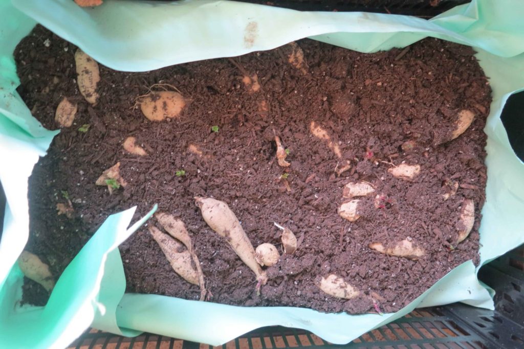 Dahlia tubers sprouting