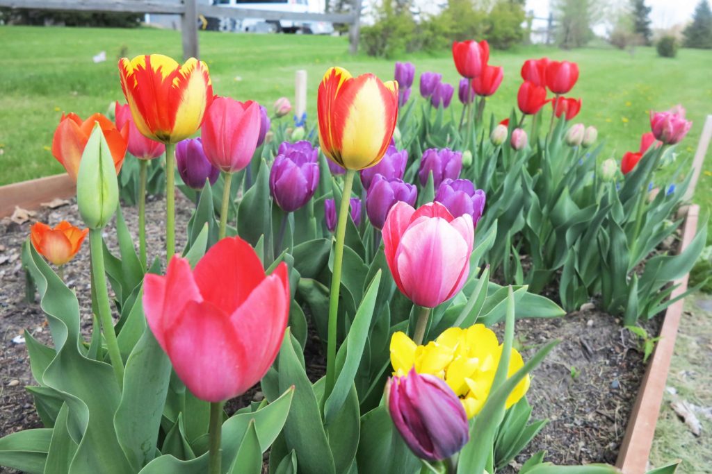 tulips blooming