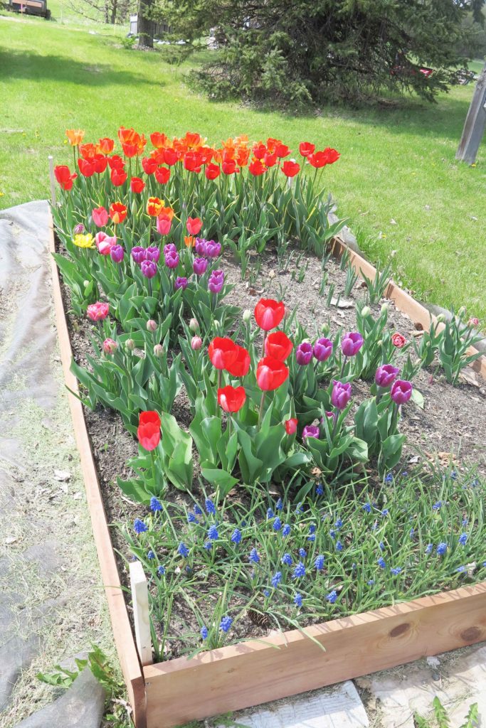 spring tulips blooming