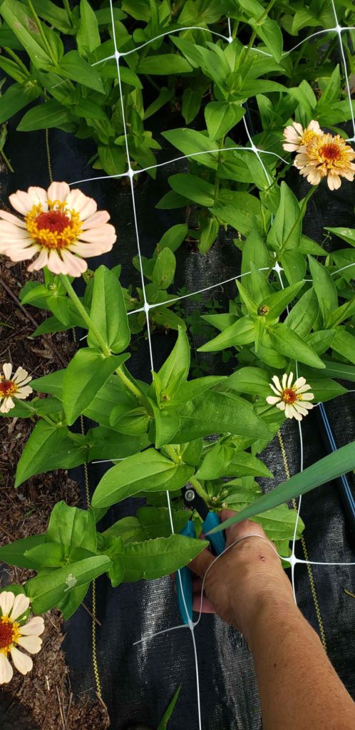 Making flower bouquets for the market is one of my favorite parts of growing cut flowers. Do you like flowers? Make a bouquet! It is a great creative outlet