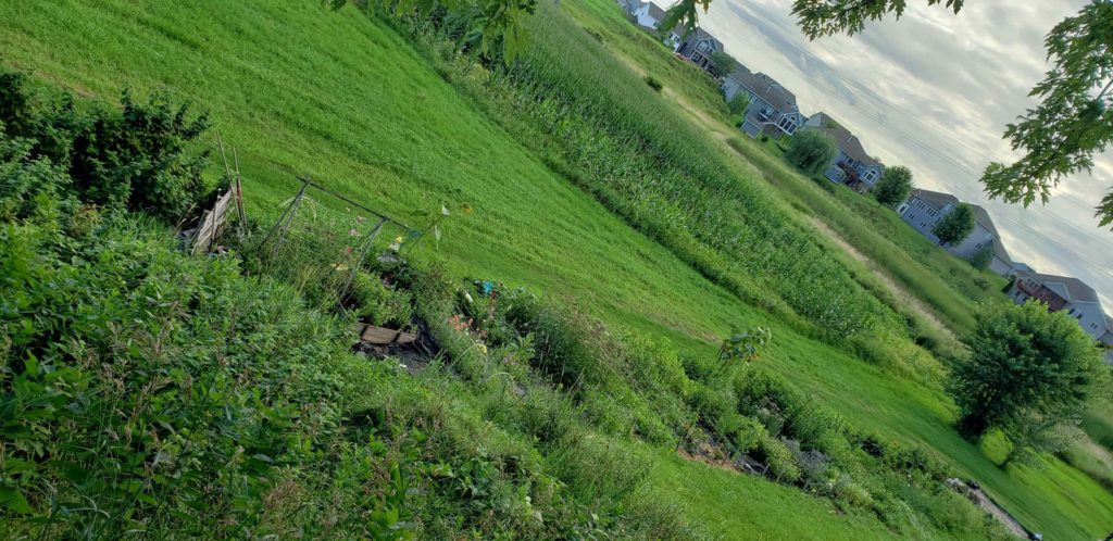 Flowers blooming in the field