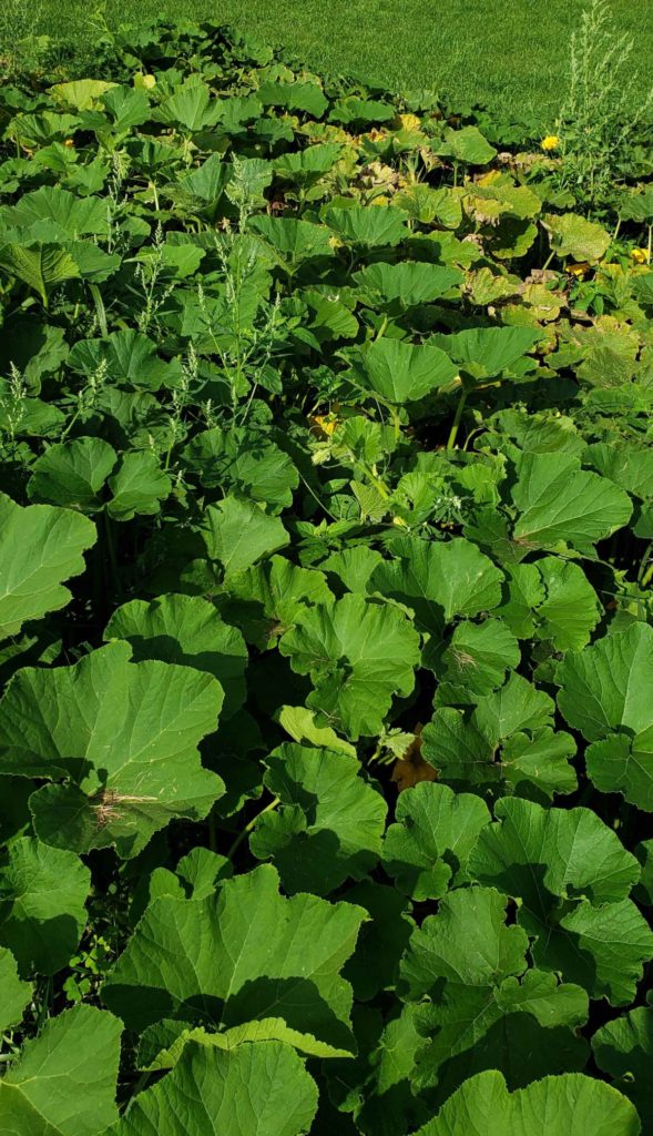 Heirloom pumpkins