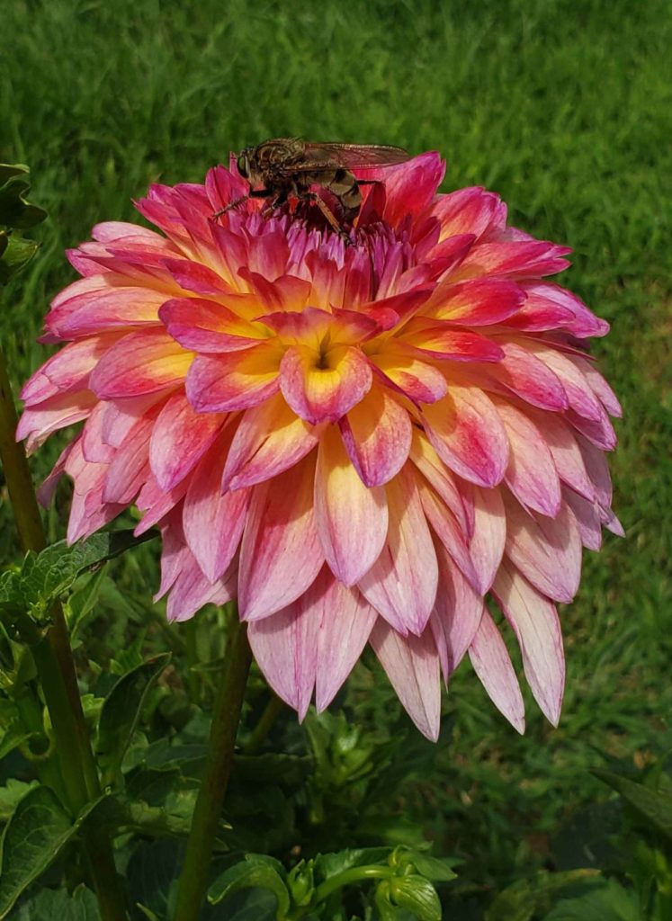 September morn dahlia