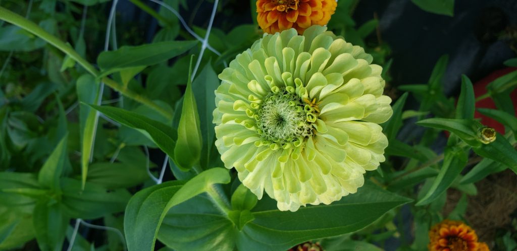 zinnia flower