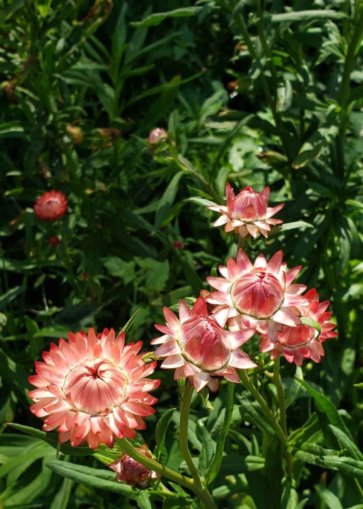 Summer flowers, summer flowers, summer flowers. It is all about the flowers. As the end of summer looms closer, we are working hard to harvest all the summer flowers that we can.  Strawflower, ammobium, statice, gompherna, zinnia and dahlias are coming on strong.