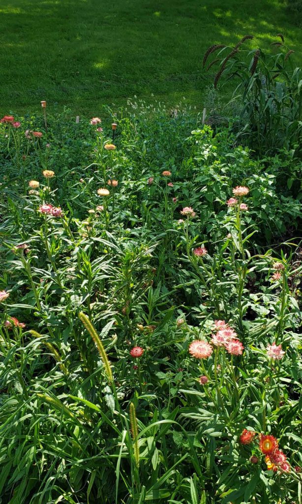 Summer flowers, summer flowers, summer flowers. It is all about the flowers. As the end of summer looms closer, we are working hard to harvest all the summer flowers that we can.  Strawflower, ammobium, statice, gompherna, zinnia and dahlias are coming on strong.