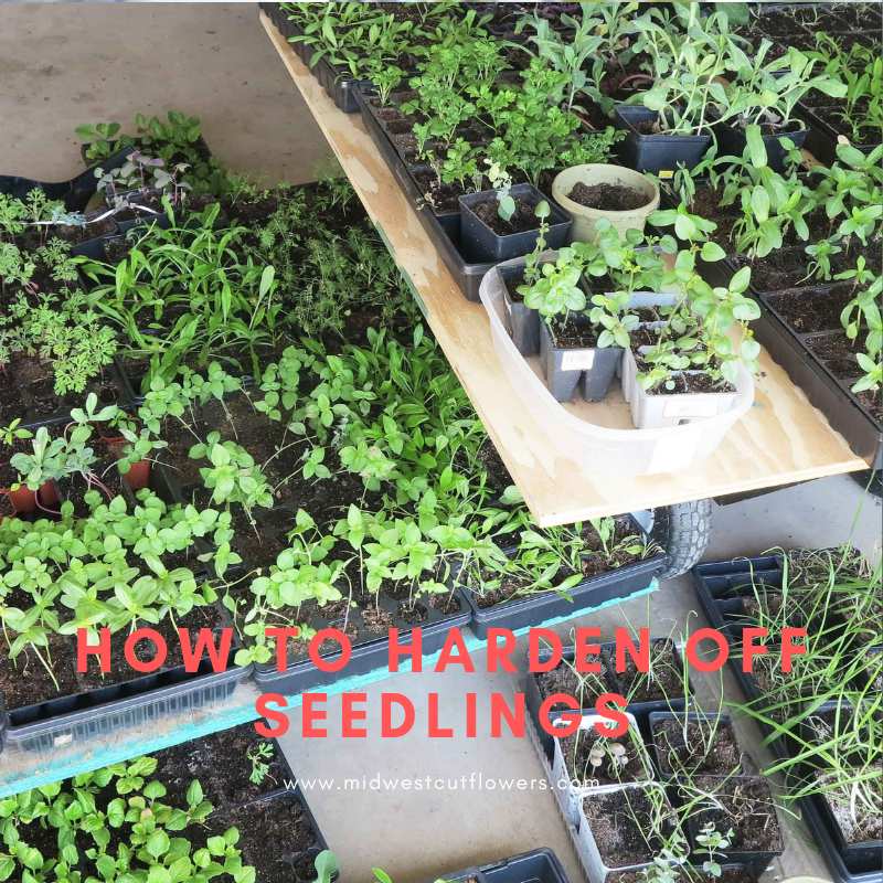 How to harden off seedlings