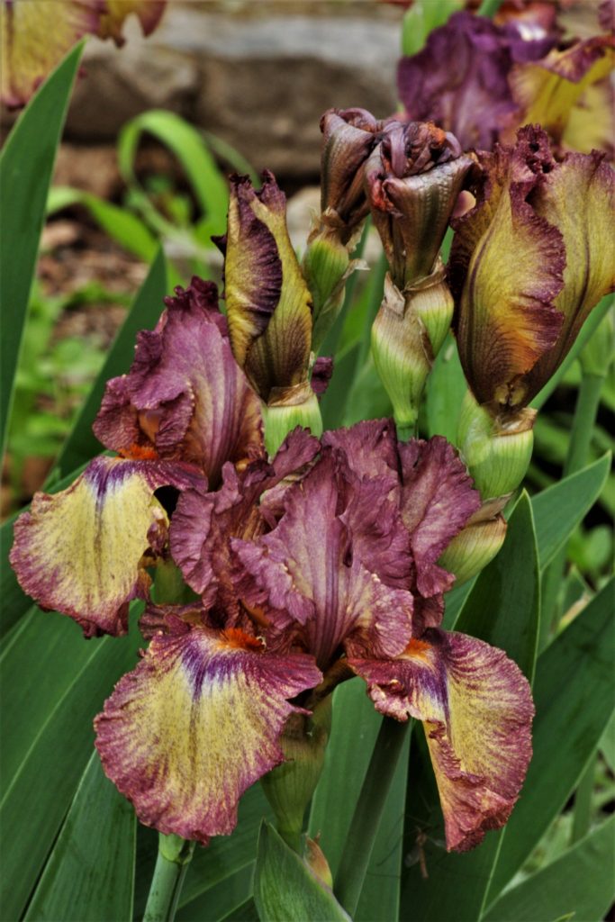 bearded iris