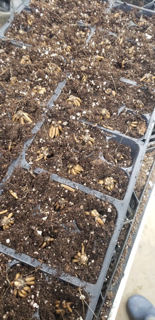 planting ranunculus