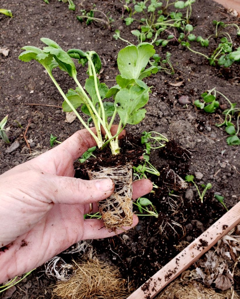 ranunculus presprouted