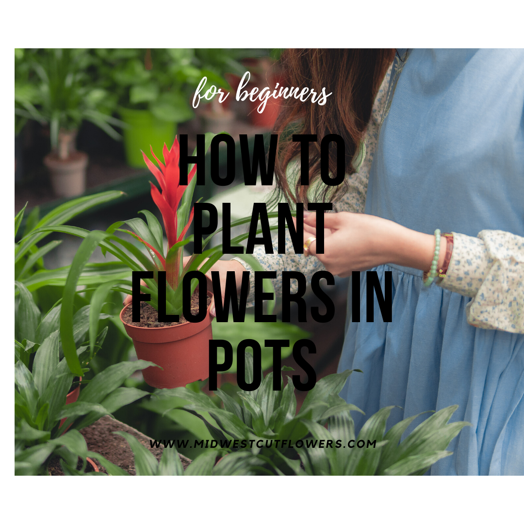 how to plant flowers in pots tutorial : 10 easy steps with video