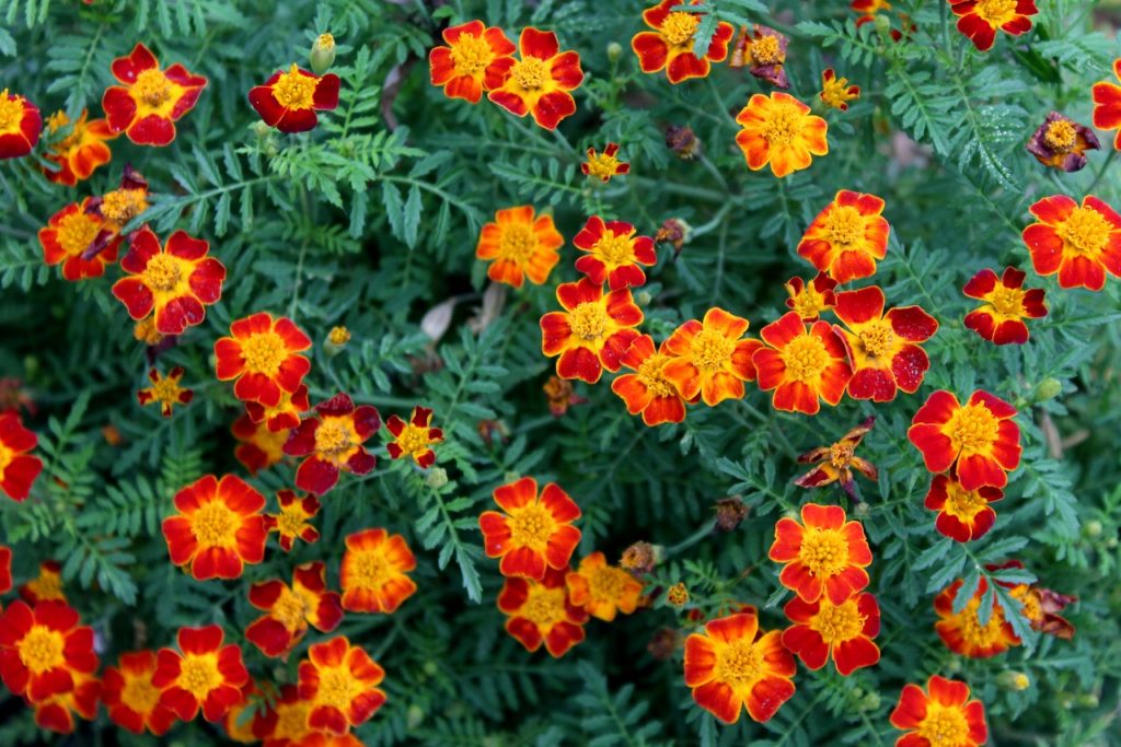 flowers, marigold, tiny flowers