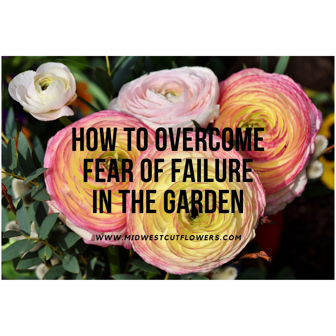 How to overcome the fear of failure in the garden / week 20 / ranunculus