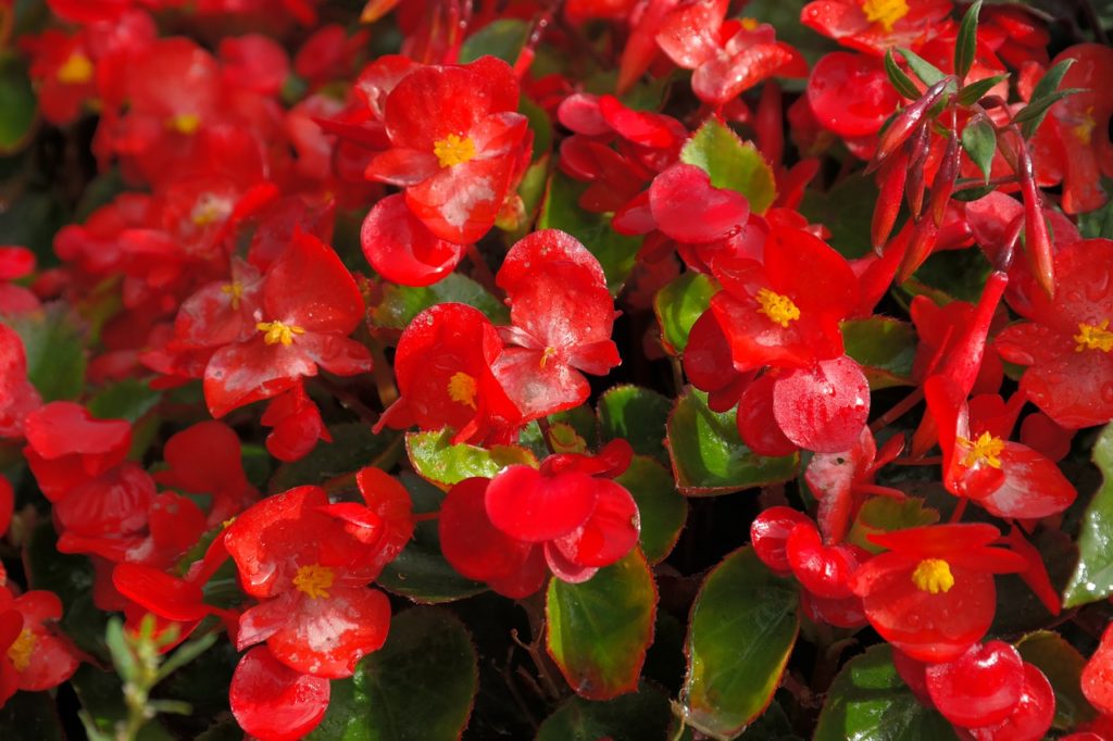 ice begonias, flowers, red