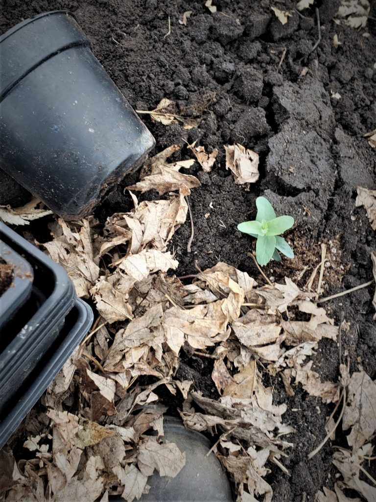 eucalyptus seedling