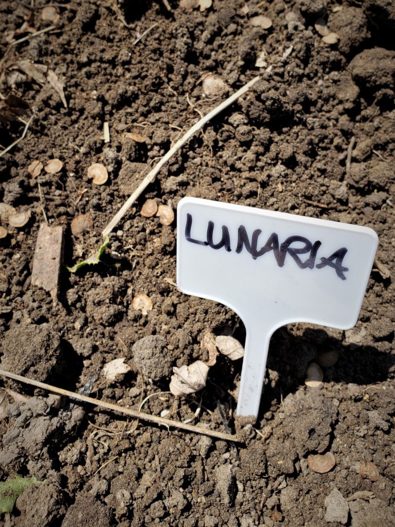 Lunaria seed