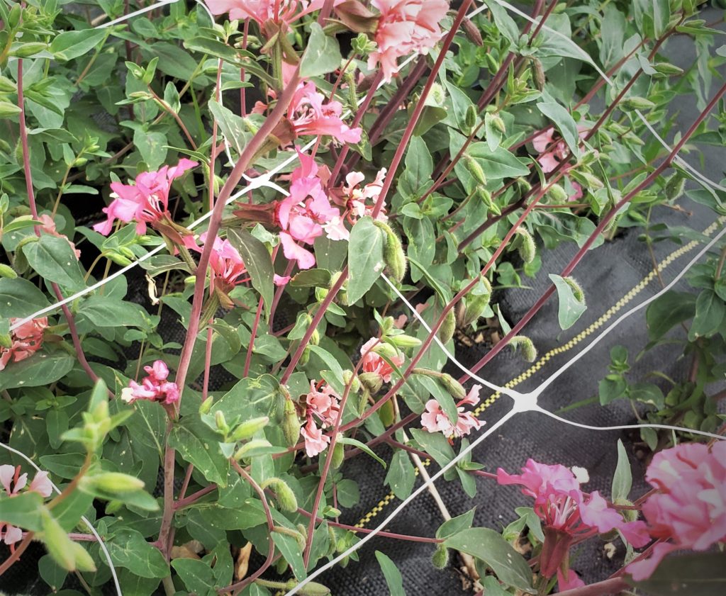 clarkia elegant salmon