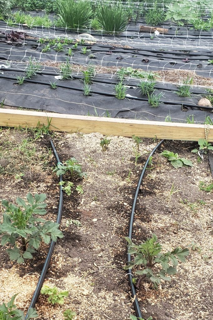 drip irrigation