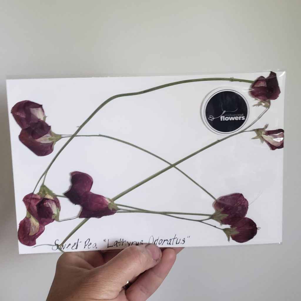 pressed sweet pea flowers