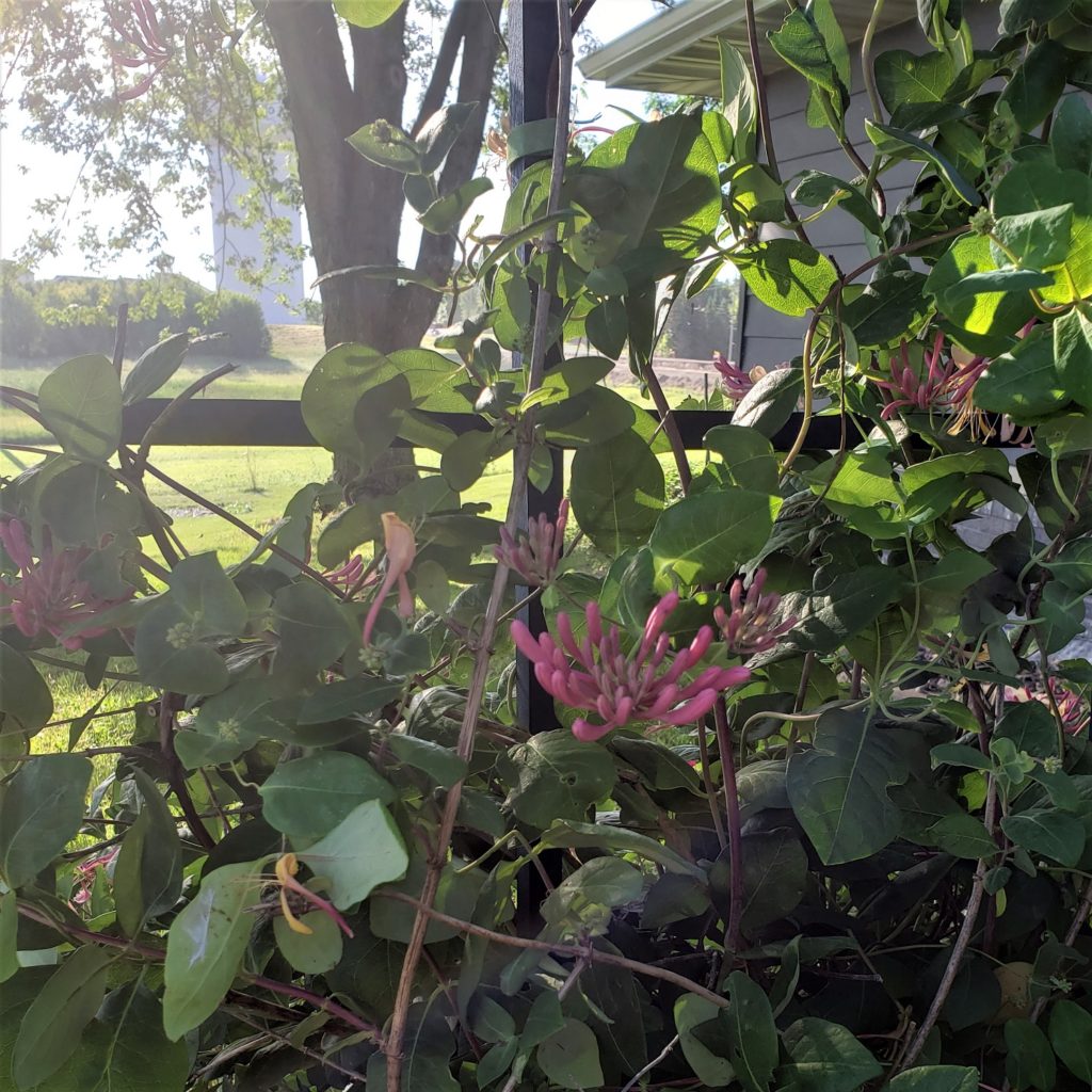 honeysuckle vine