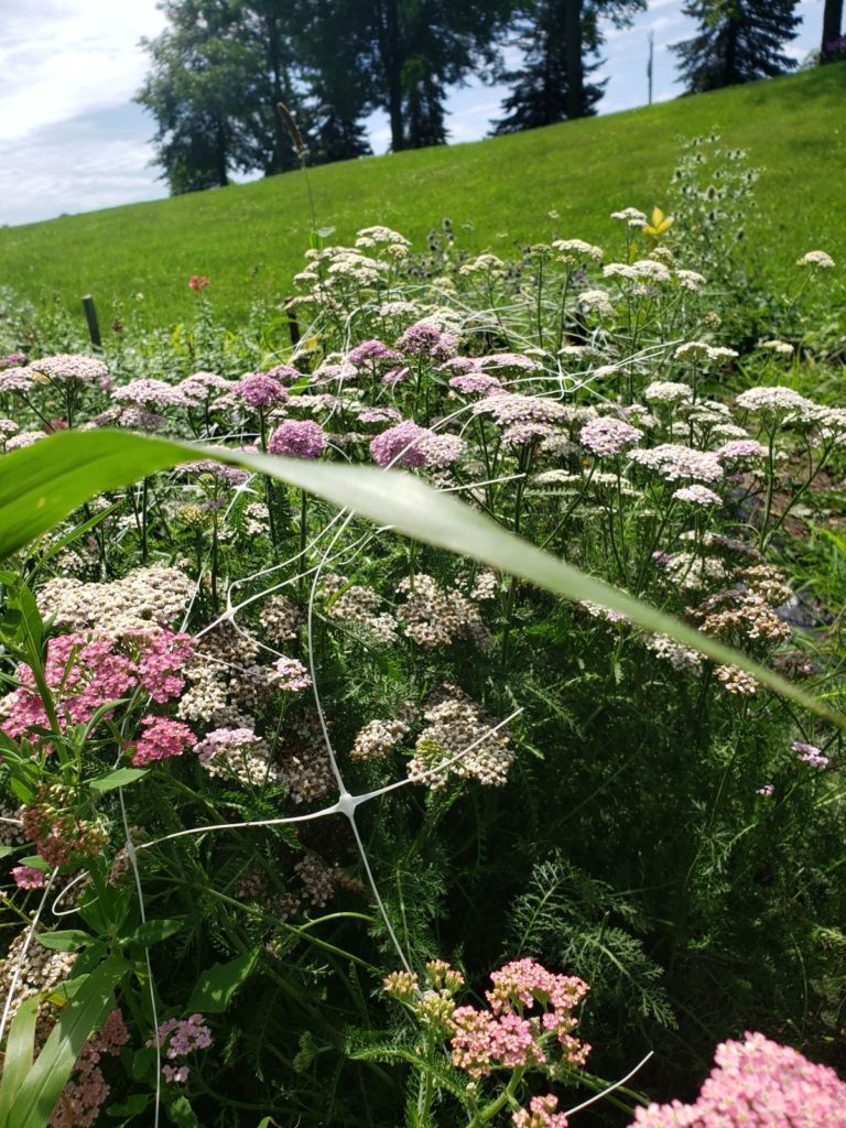 Colorado mix yarrow