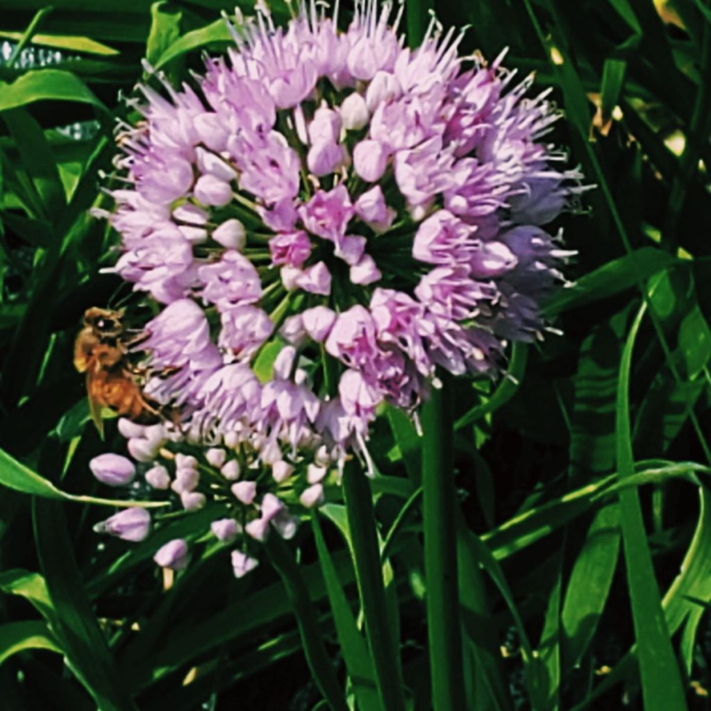 Close up of allium summer beauty