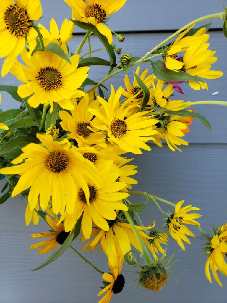 Maximilian (Perennial Sunflower)