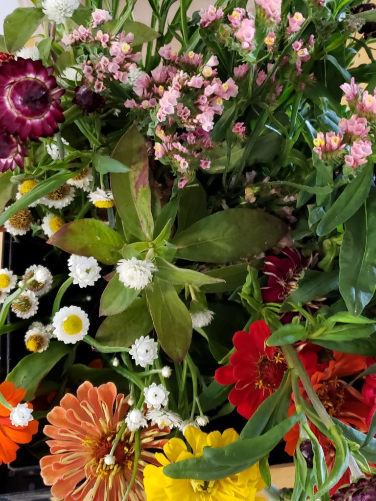 Close up of flowers for drying