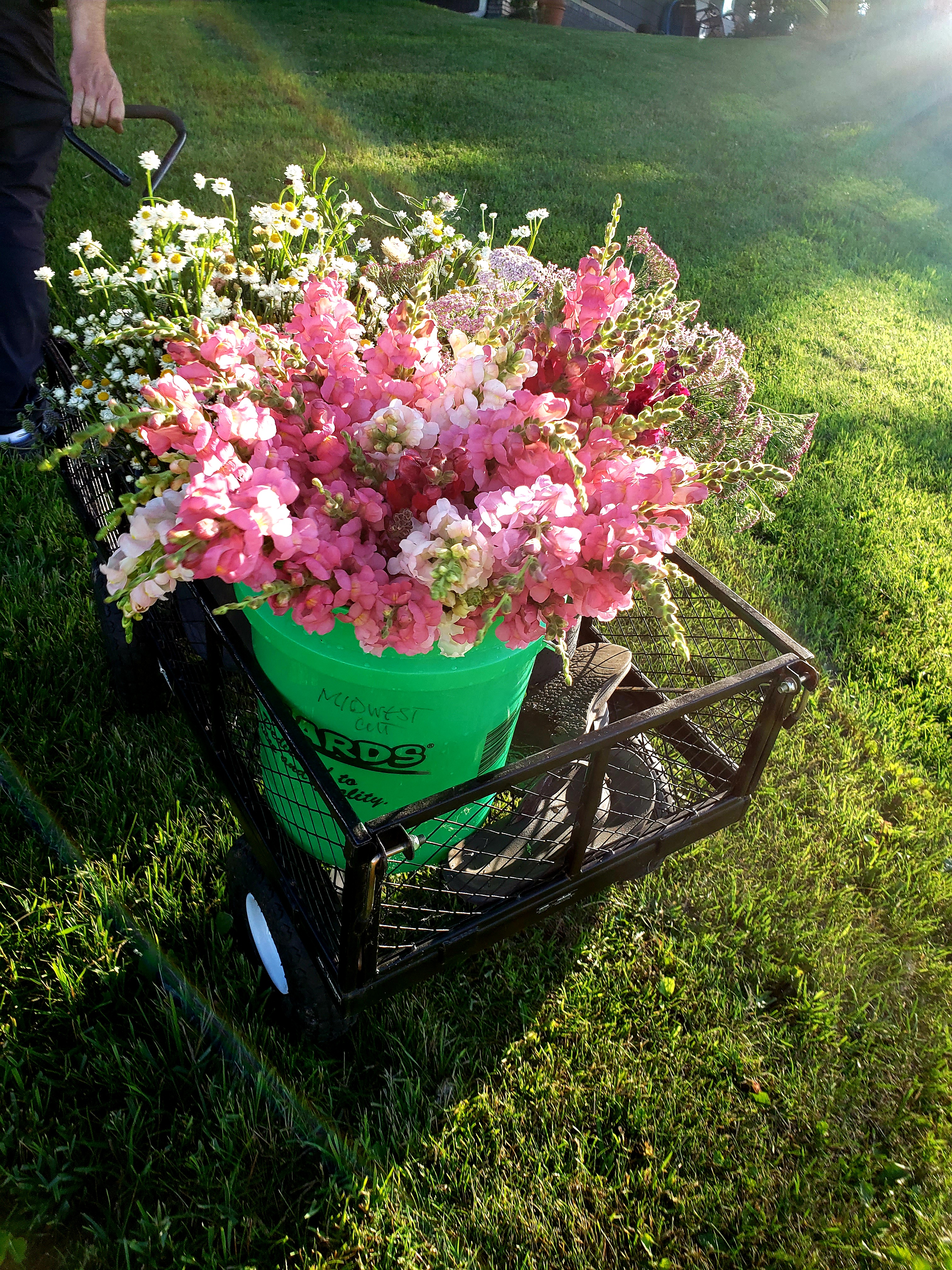 Pink snapdragons in a wagon