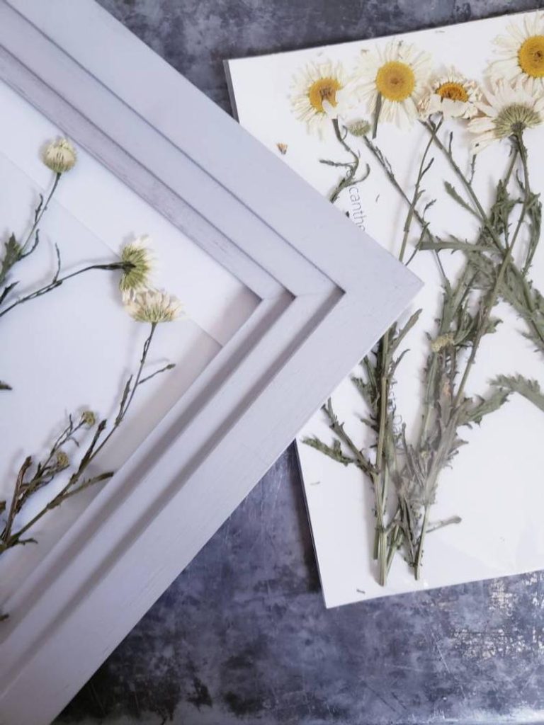 Pressed shasta daisies