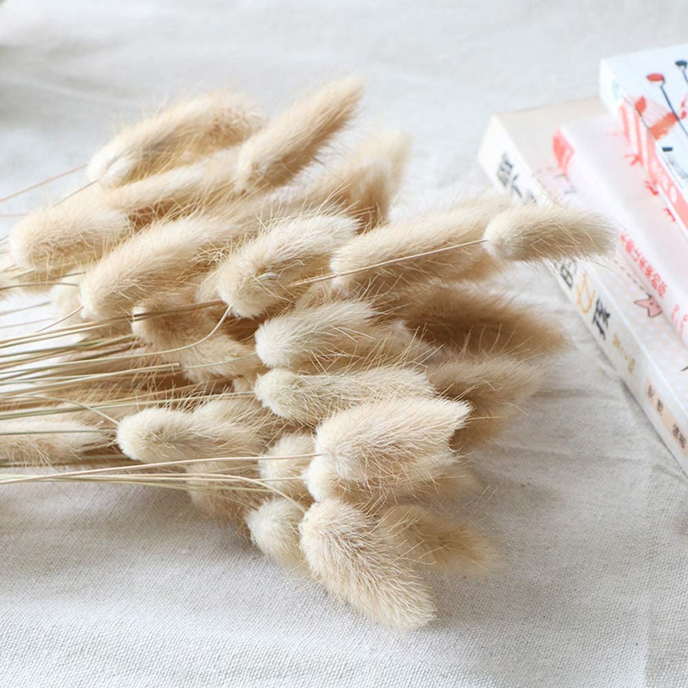 Close up of dried bunny tail grass