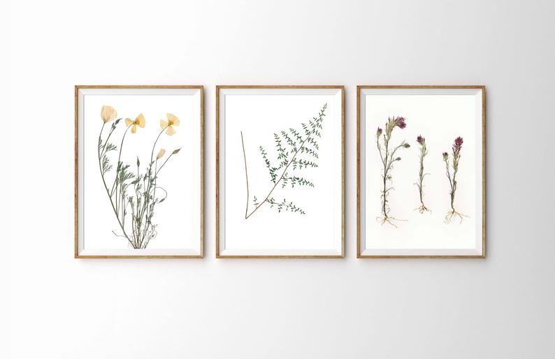 Pressed flowers in frames