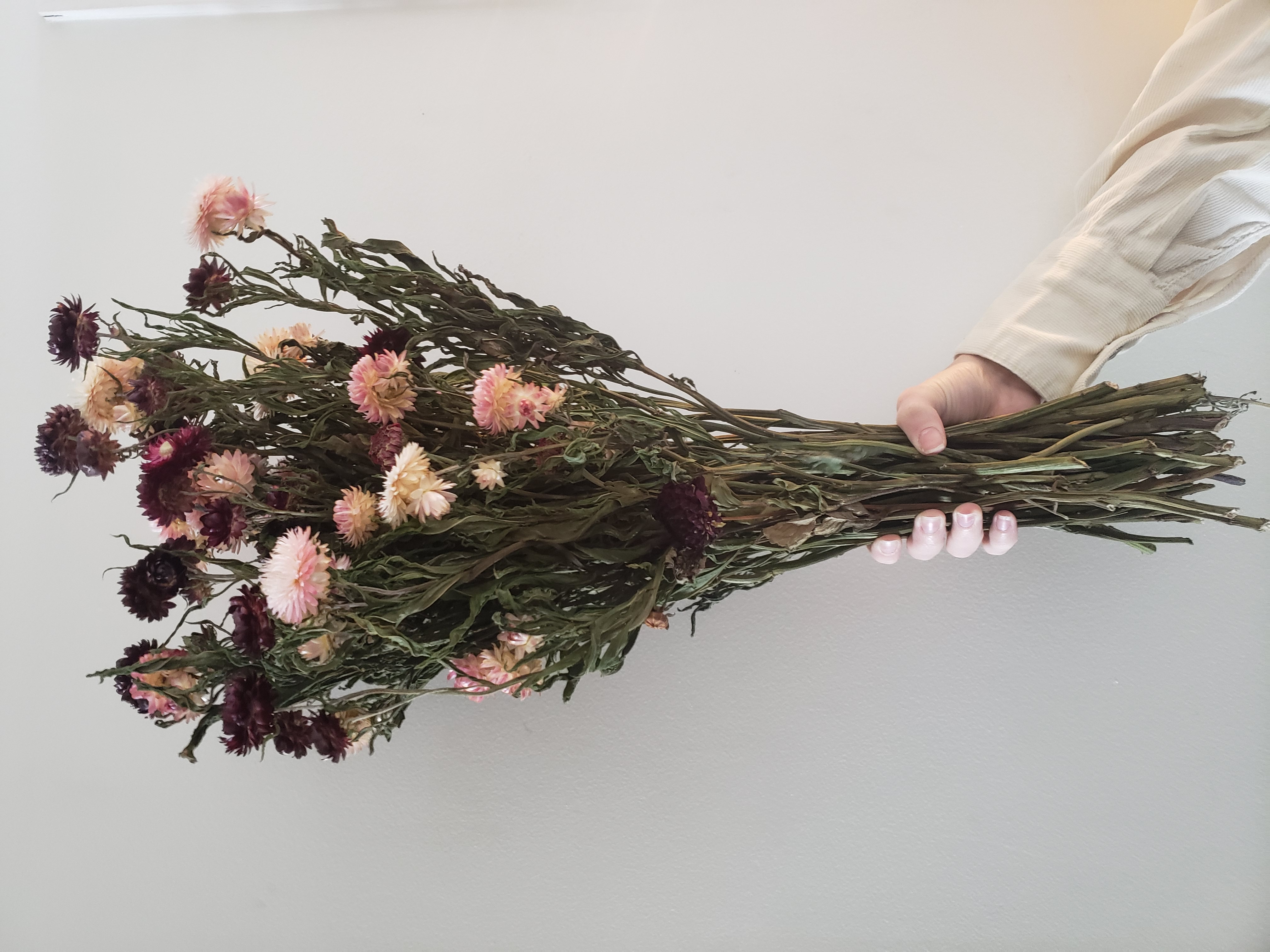 Bunch of dried strawflowers