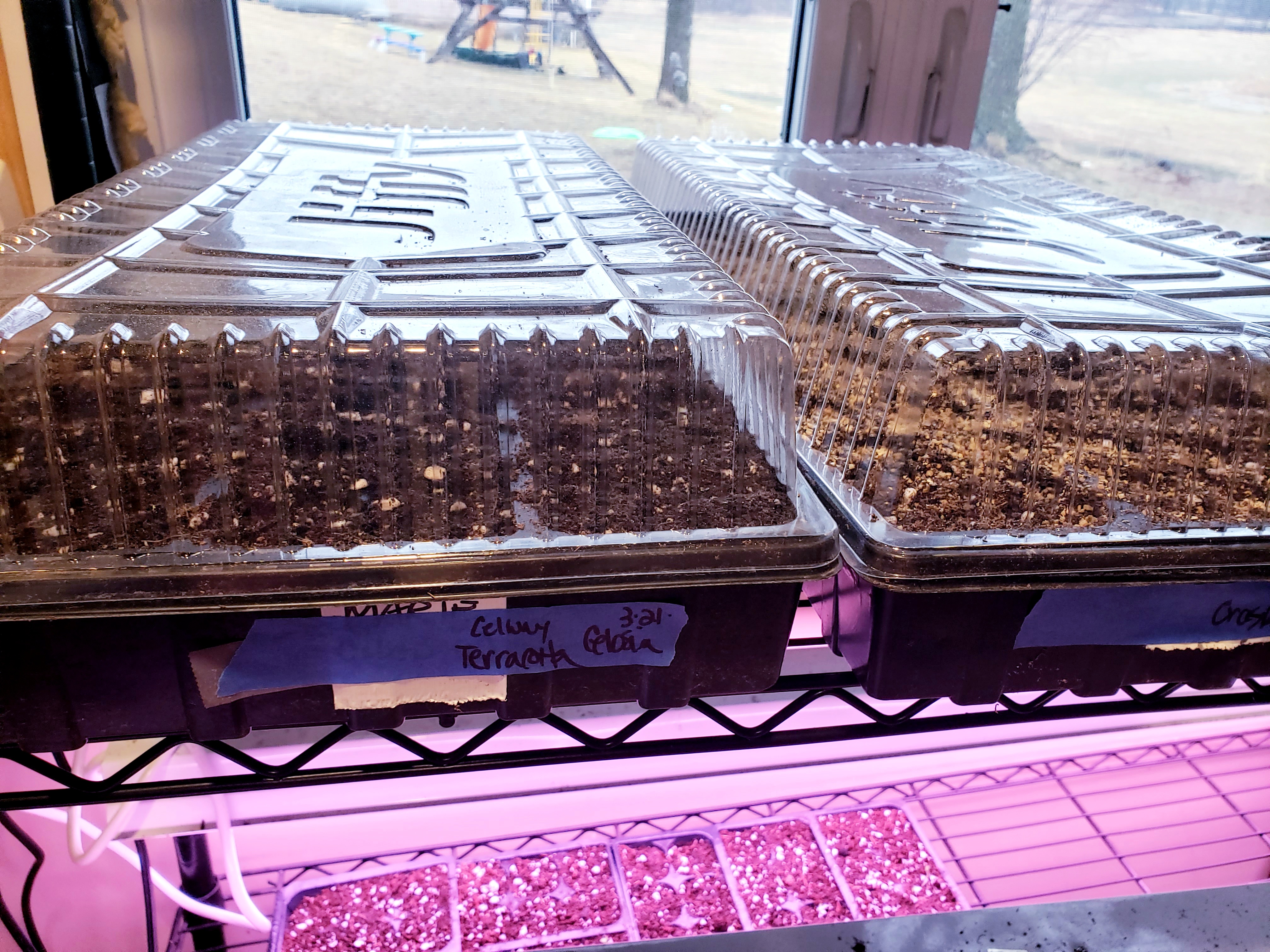 Seeds germinating in a seed tray