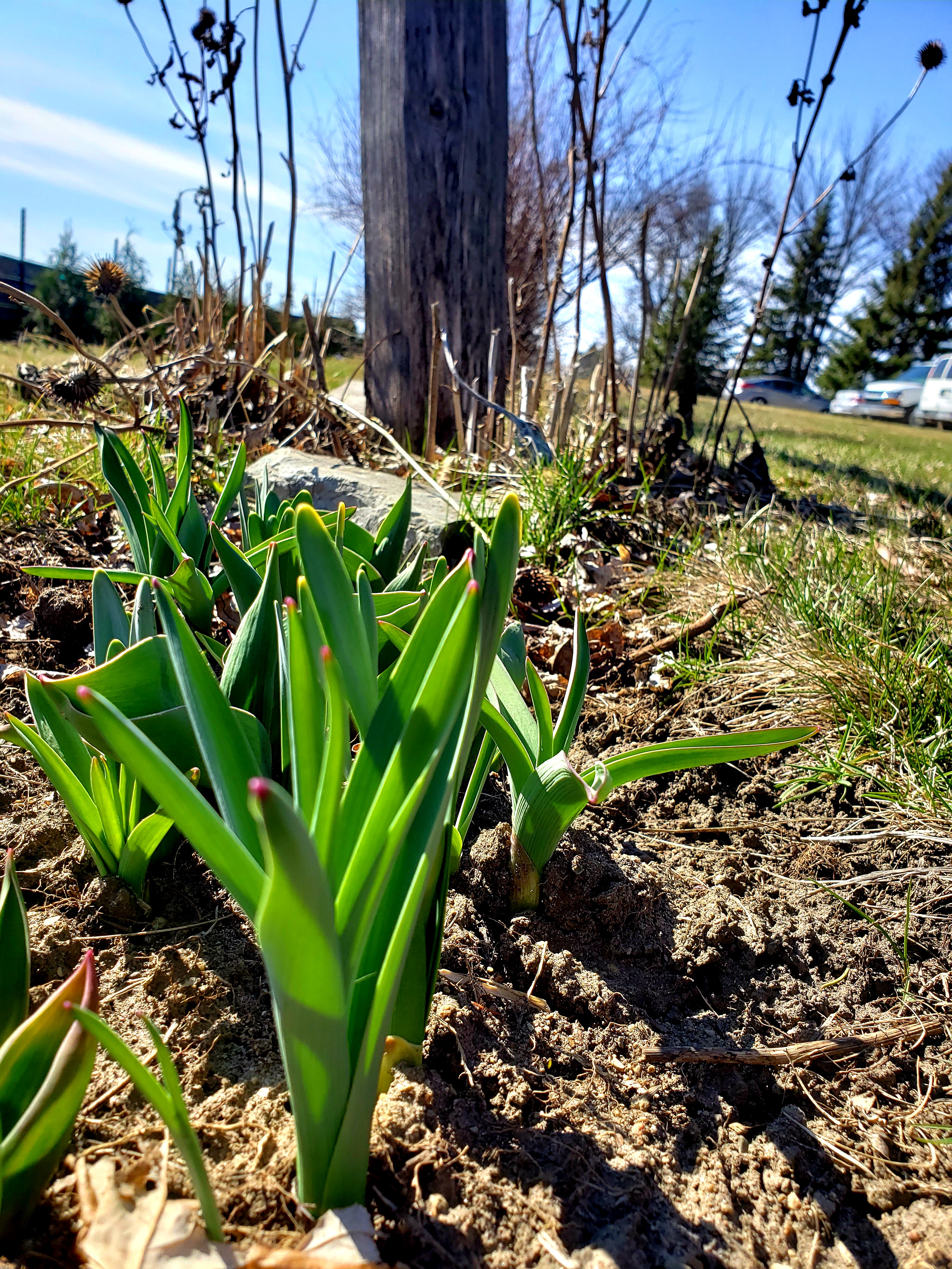 Tulips popping up