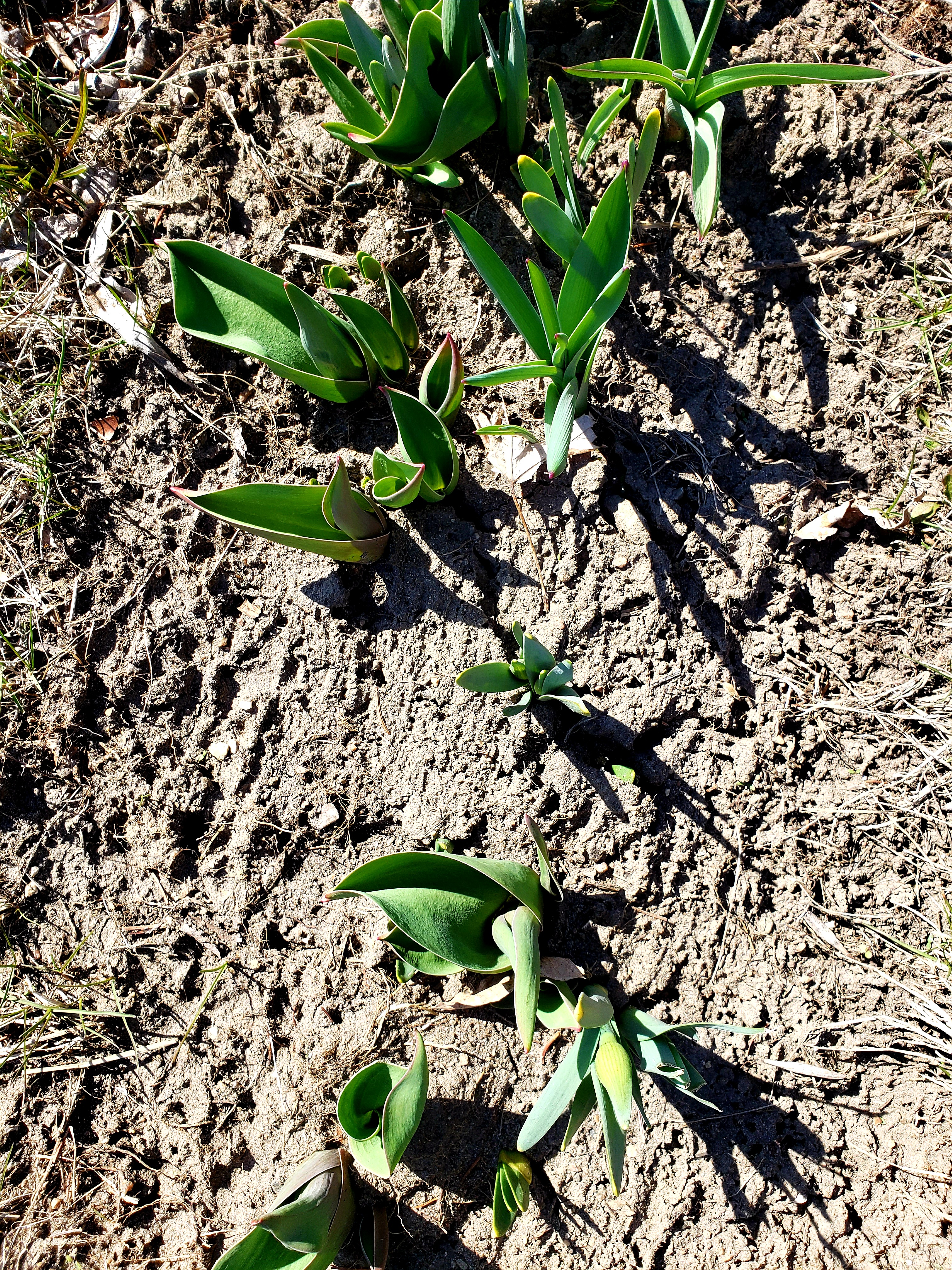 Arial view of tulips growing