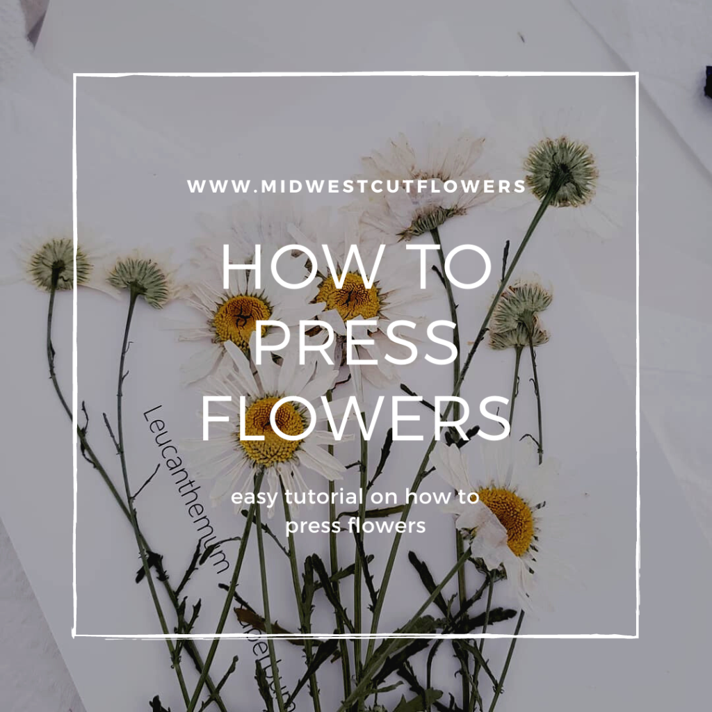 How to press flowers cover photo. Pressed daisies with font overlay