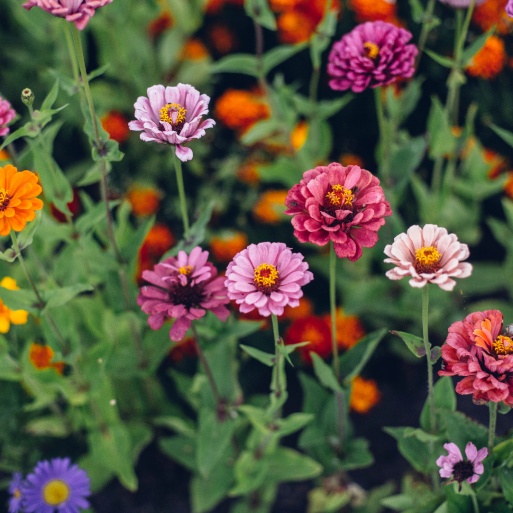 Up close picture of zinnia's