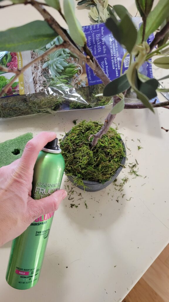 spraying hairspray on moss