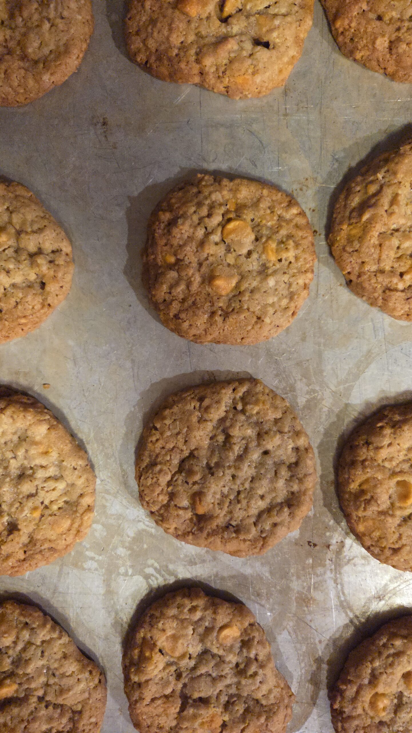 Oatmeal butterscotch chip cookies on a pan.